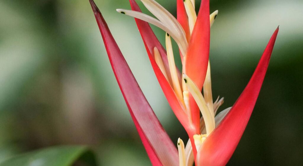 heliconia schiedeana fleur