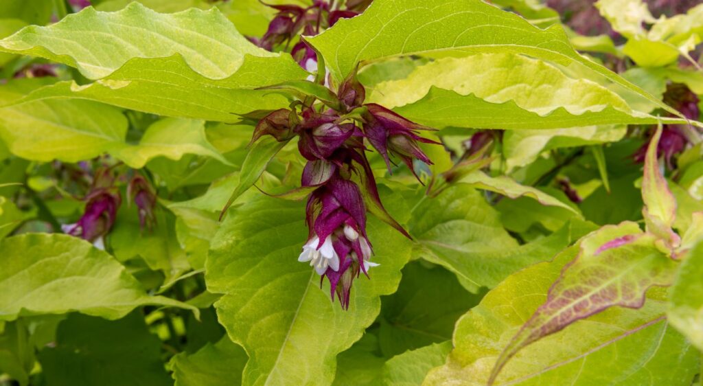 leycesteria formosa himalayan honeysuckle