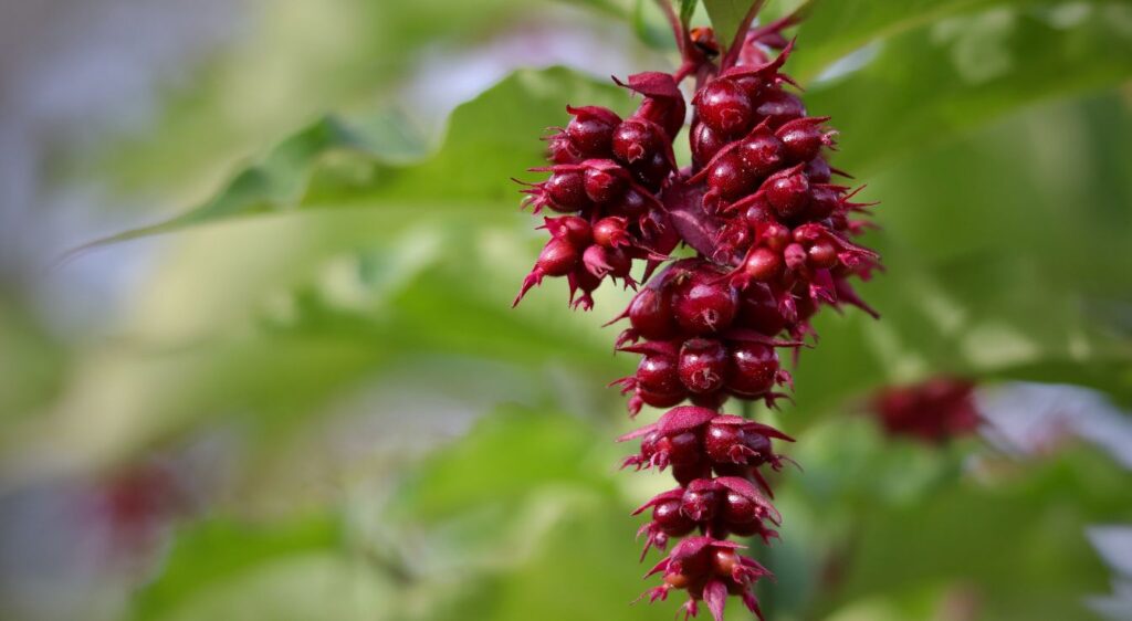 arbre aux faisans fruit