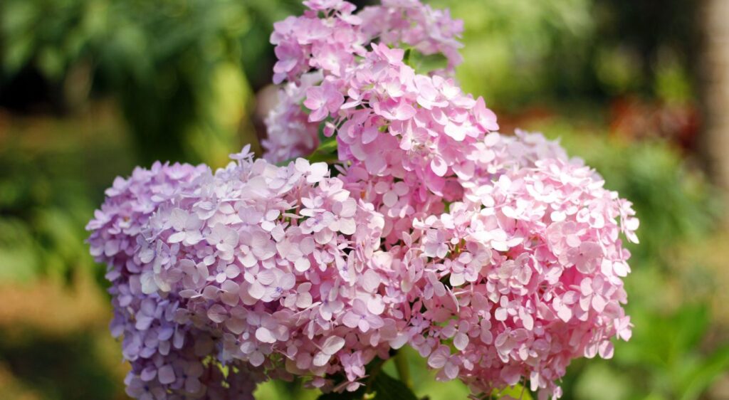 Hydrangea arborescens
