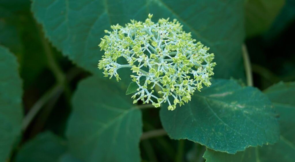 Hydrangea arborescens