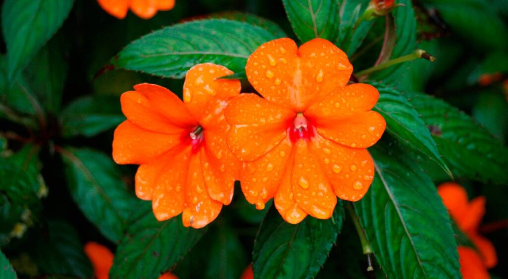 Impatiens de Nouvelle-Guinée