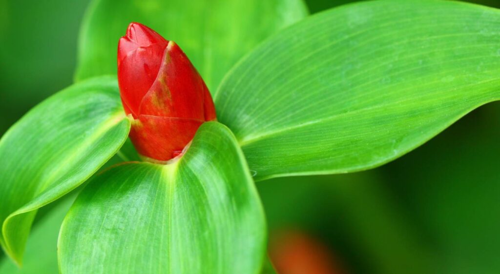 Impatiens de Nouvelle-Guinée