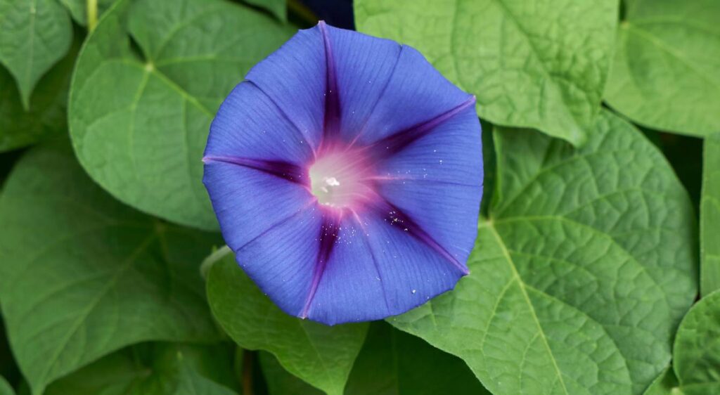 ipomoea tricolor