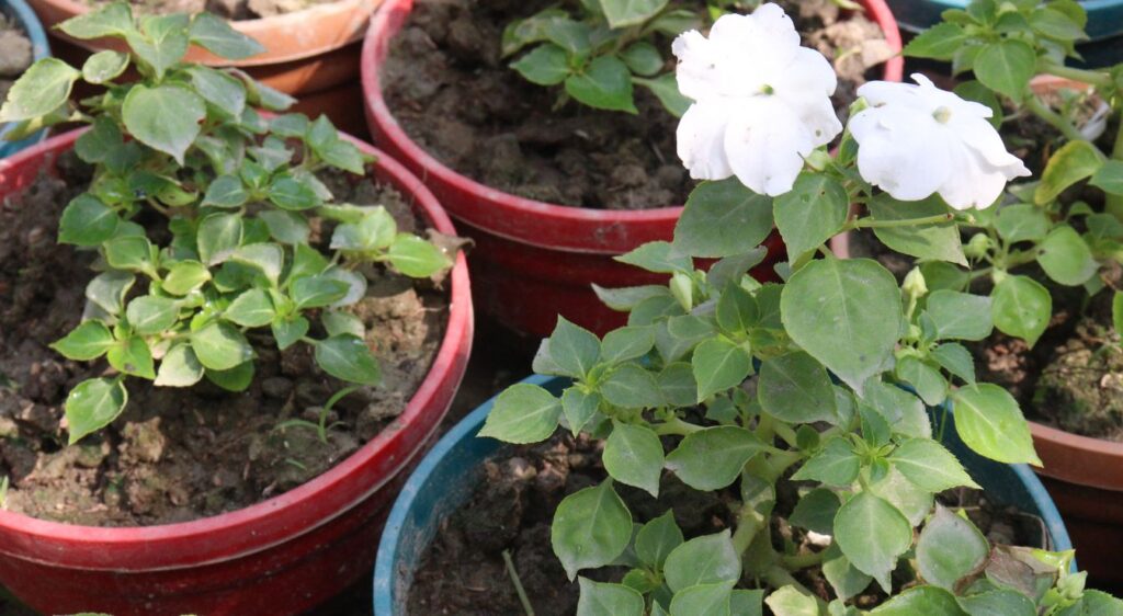 Impatiens walleriana