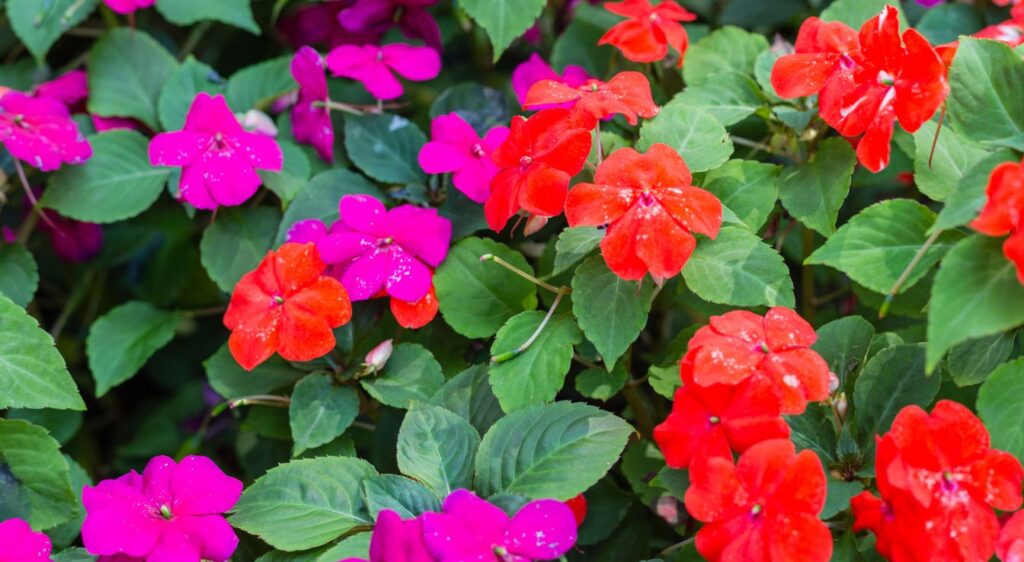 Impatiens walleriana