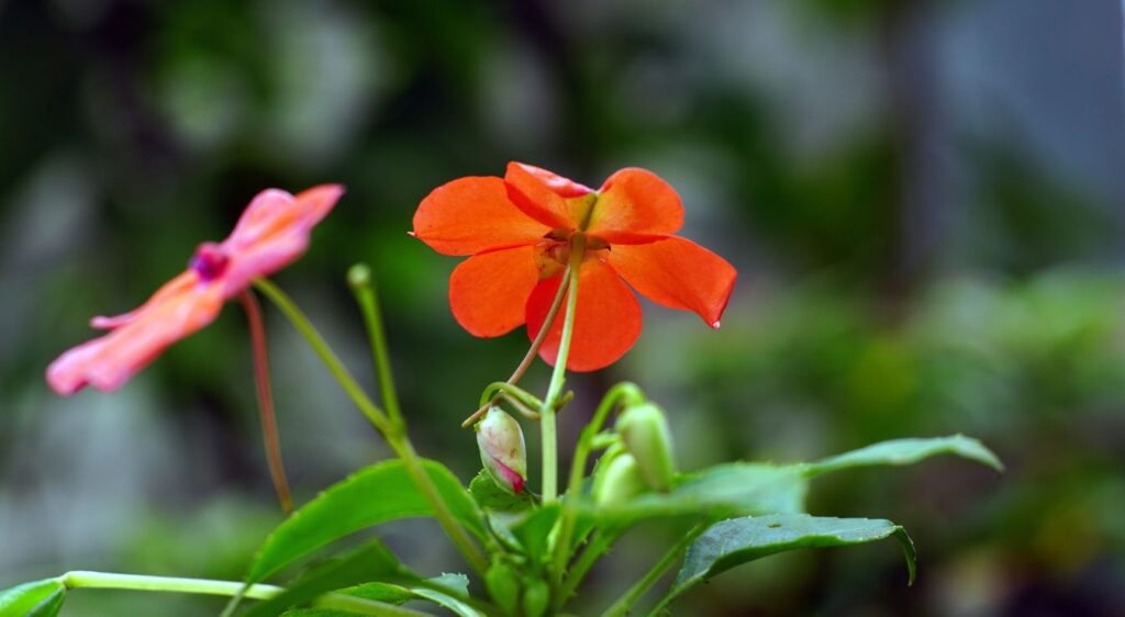 Impatiens walleriana