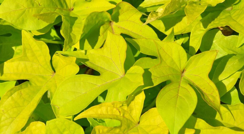 ipomoea batatas plant