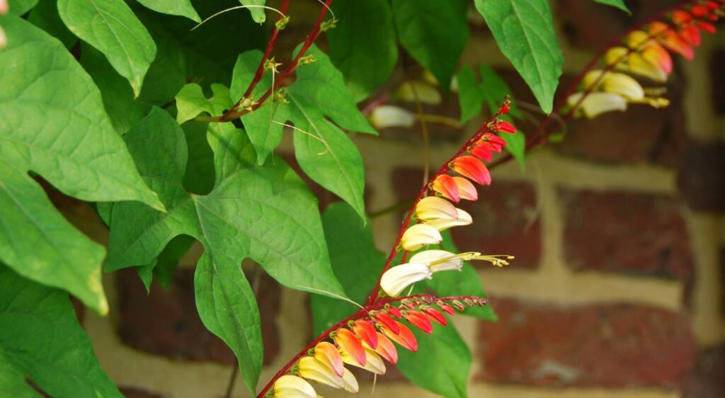 Ipomoea lobata