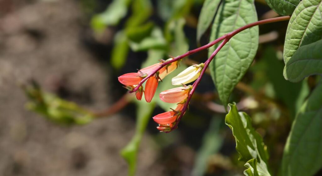 Ipomoea lobata
