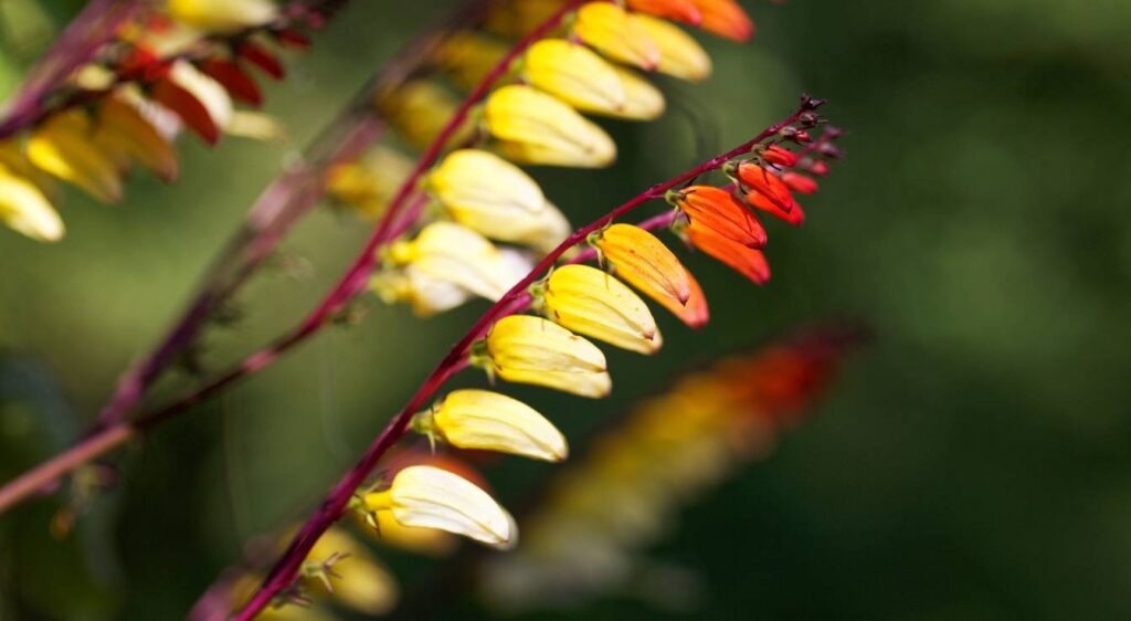 Ipomoea lobata