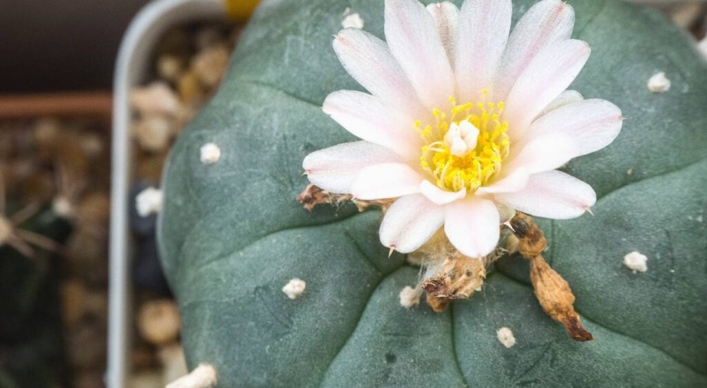lophophora williamsii