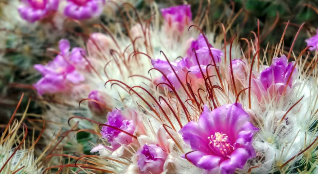 mammillaria bombycina fleur