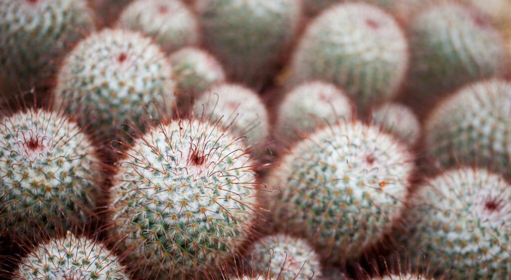 mammillaria bombycina cactus