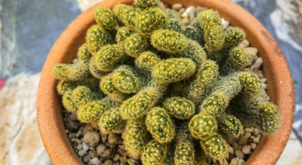 Mammillaria elongata