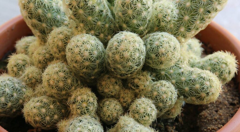 Mammillaria elongata