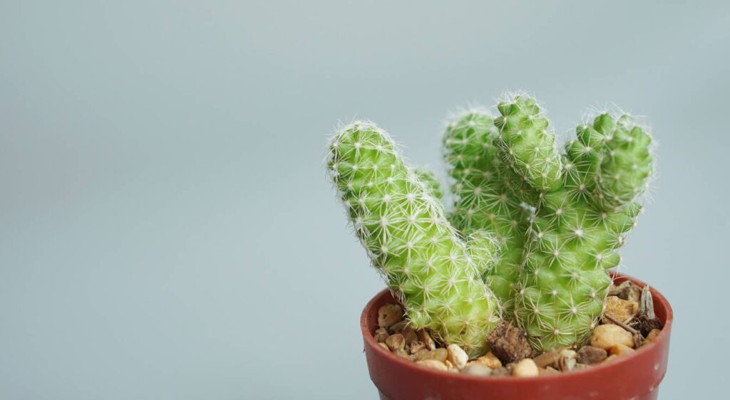 Mammillaria elongata