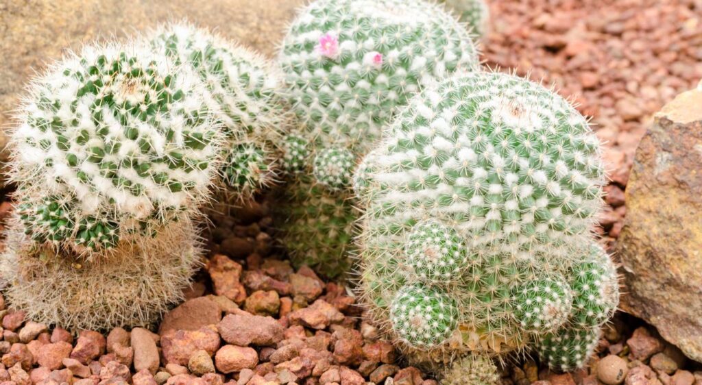 Mammillaria hahniana