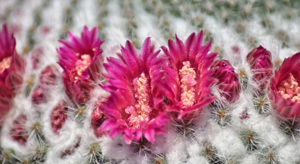Mammillaria hahniana