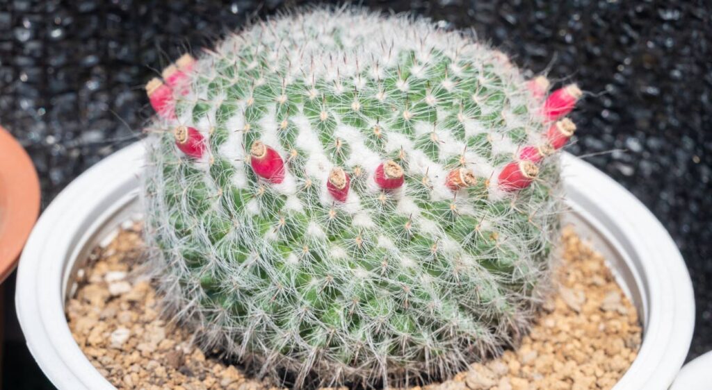 Mammillaria hahniana