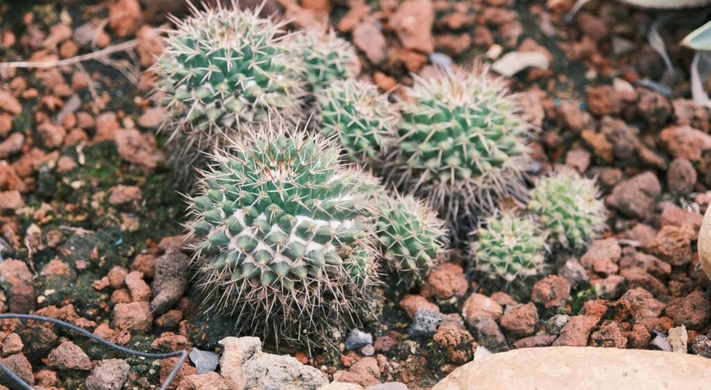 Mammillaria polythele