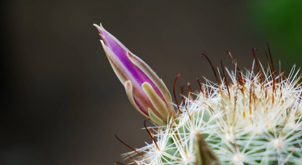 Mammillaria polythele