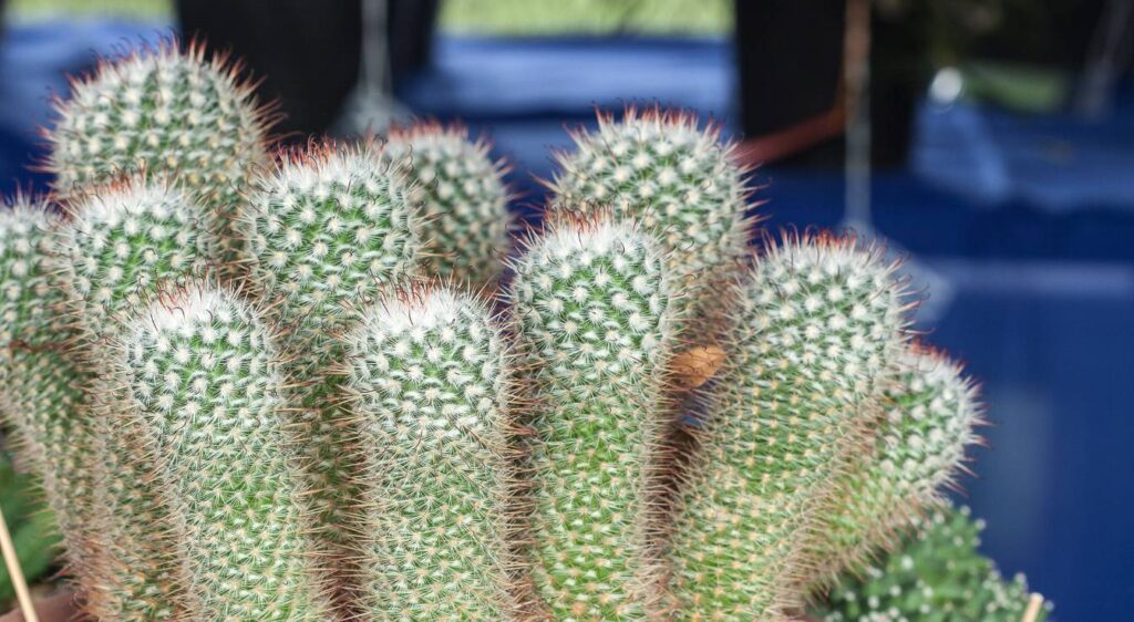 Mammillaria polythele