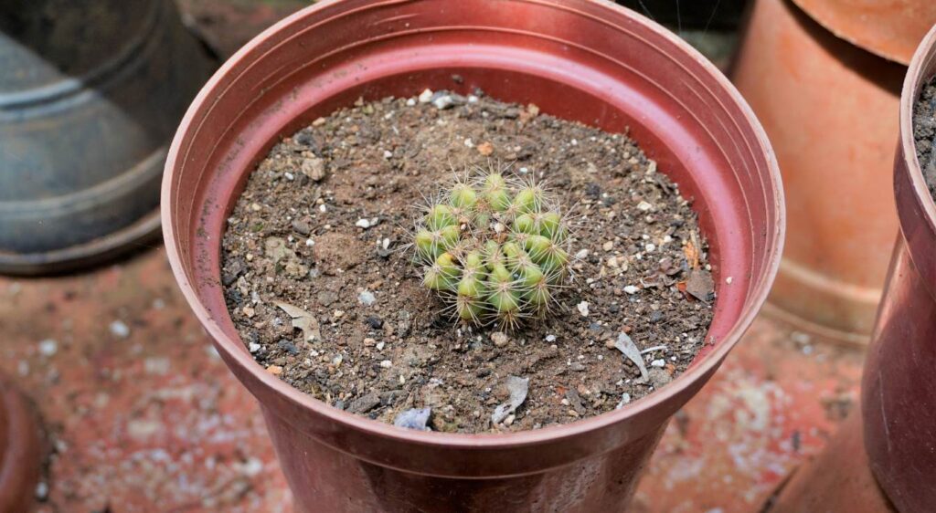 mammillaria spinosissima cactus