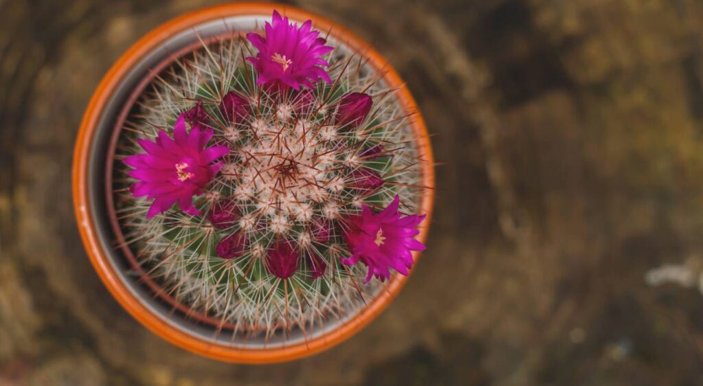 mammillaria spinosissima