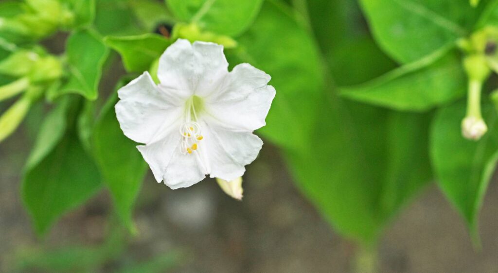 Mirabilis jalapa belle de nuit