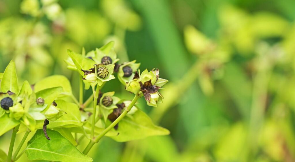 Mirabilis jalapa graines