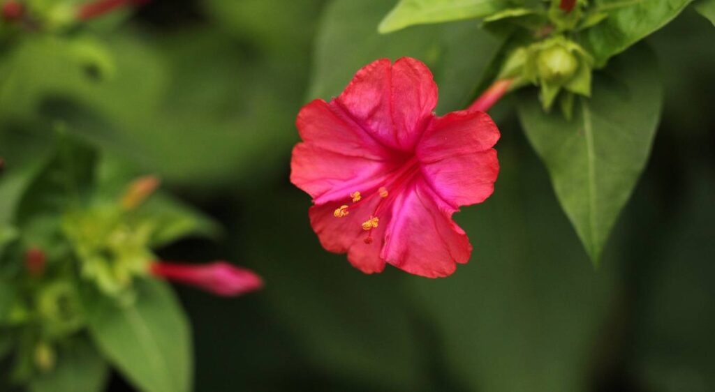 Mirabilis jalapa plante