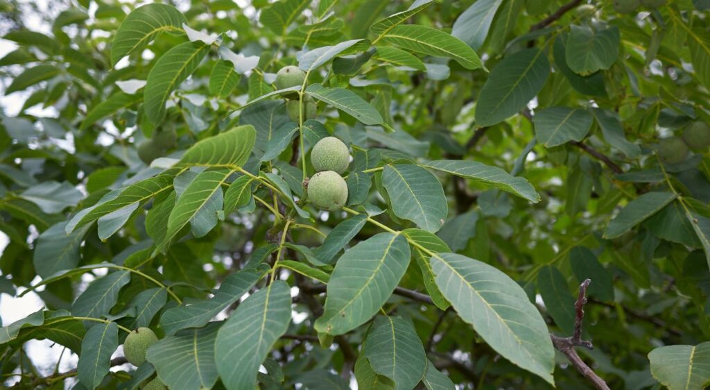 noyer juglans regia
