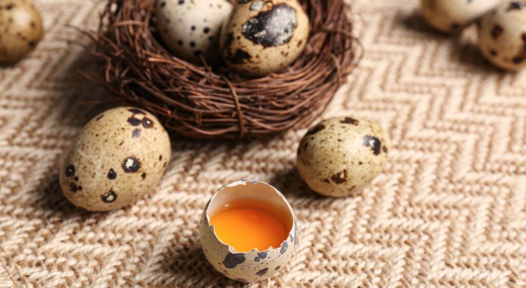 oeuf de caille