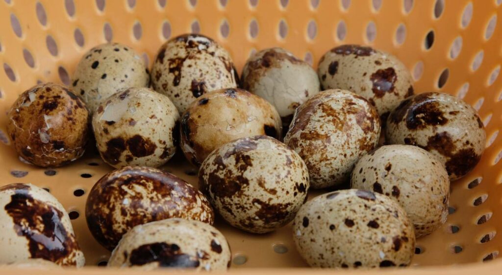 bienfait oeuf de caille