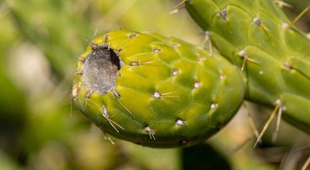 opuntia classification