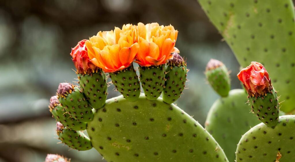 cactus opuntia