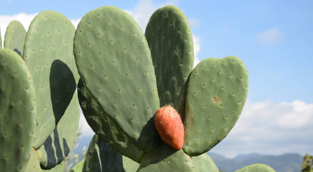 opuntia cactus fruit