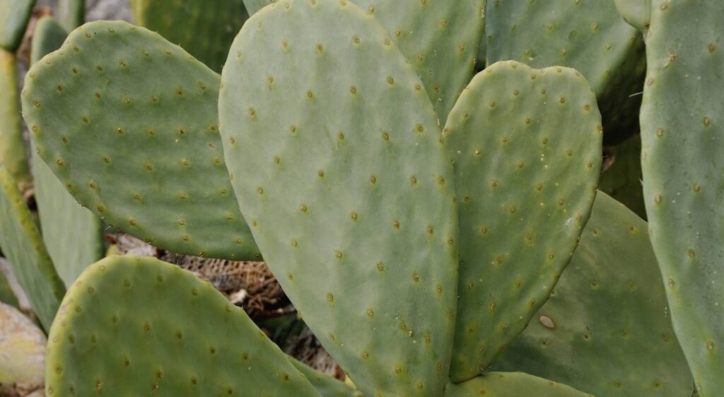 cactus opuntia ficus indica
