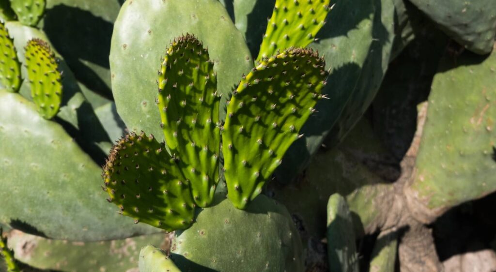 Opuntia ficus indica