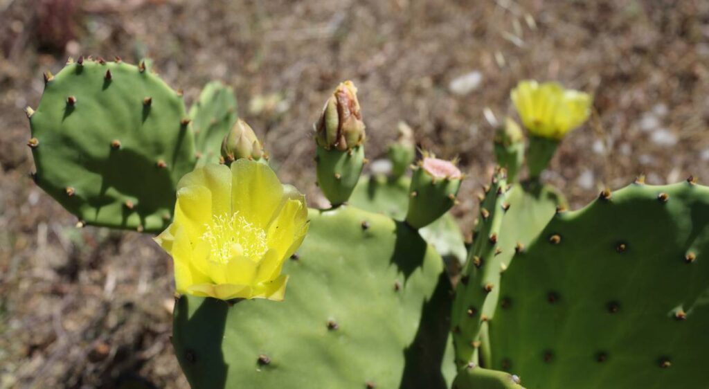 opuntia ficus-indica plant
