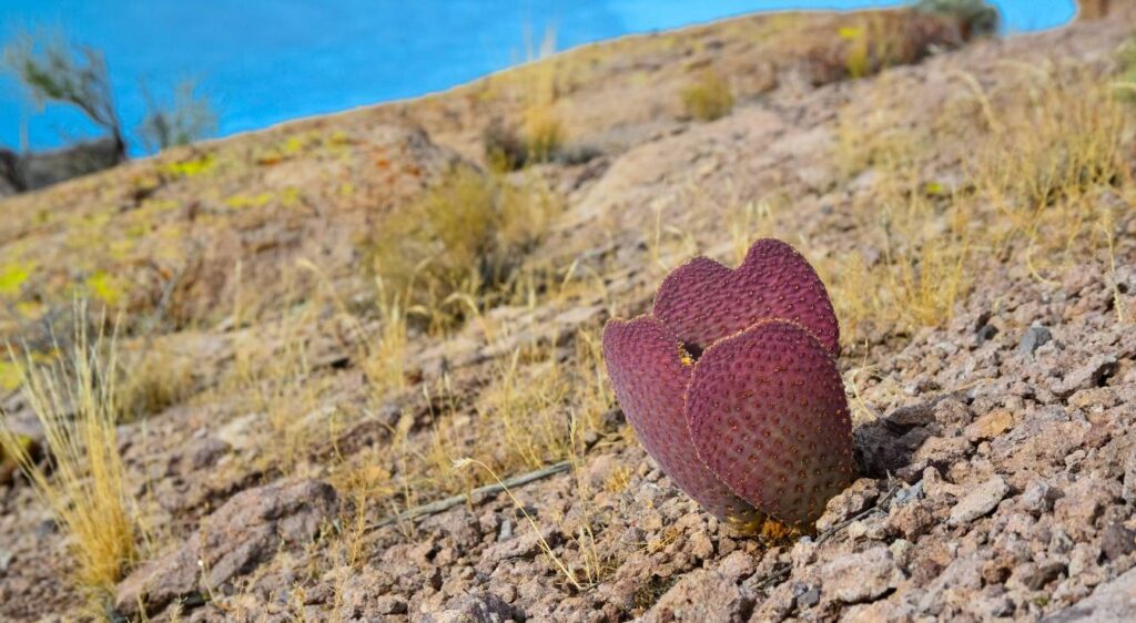 Opuntia humifusa