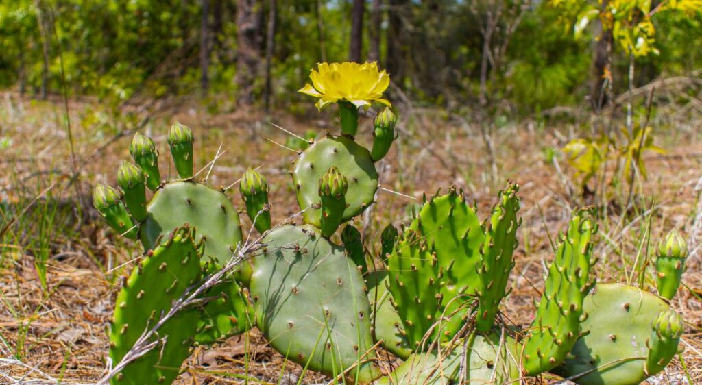 Opuntia humifusa