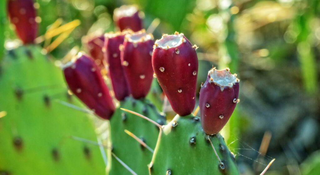 Opuntia humifusa