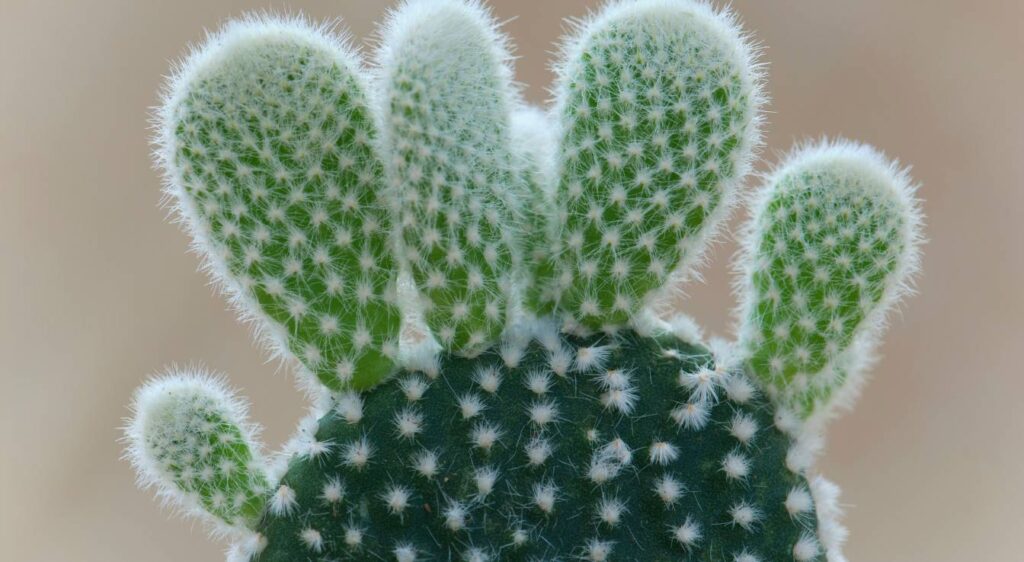 opuntia microdasys albispina