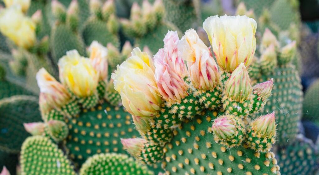 opuntia microdasys fleur