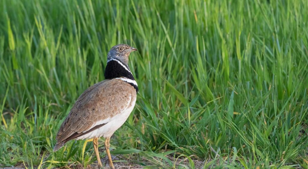 Outarde canepetière