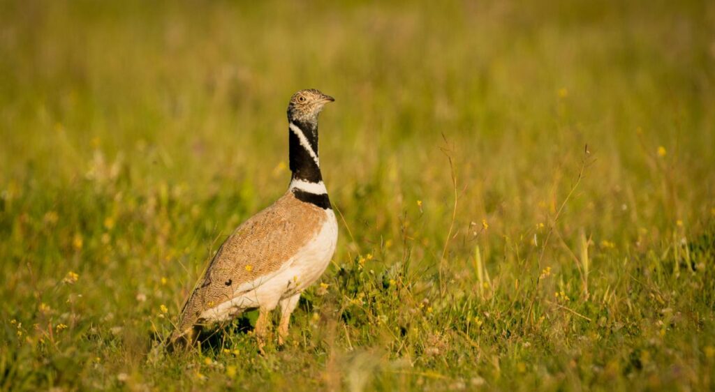 Outarde canepetière