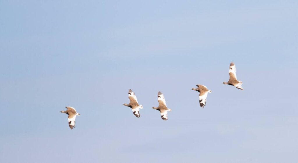 Outarde canepetière