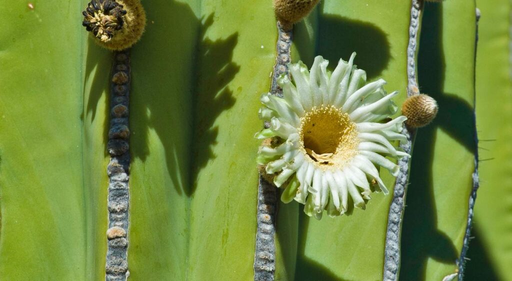 Pachycereus